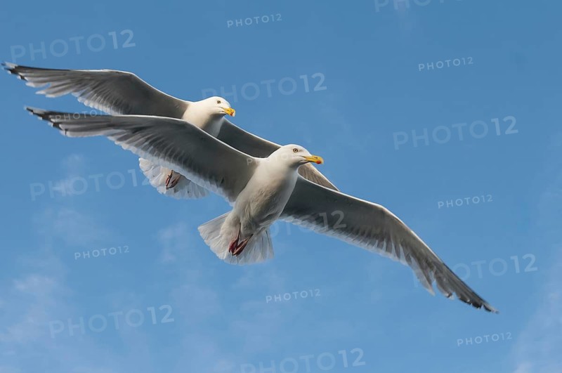 European Herring Gull (Larus argentatus) flying, Nord-Trondelag, Norway