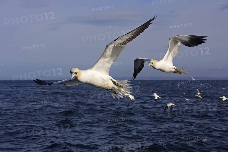 Northern Gannet (Morus bassanus) flying, Scotland, United Kingdom