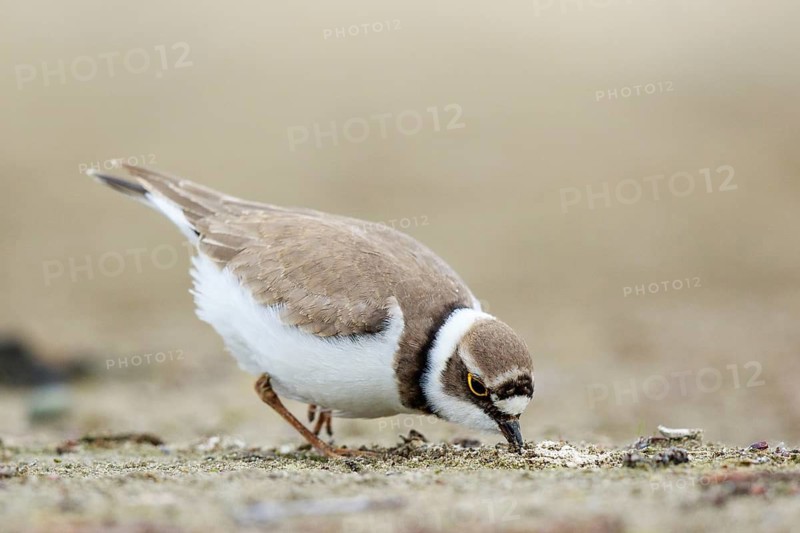 Little Ringed Plover (Charadrius dubius) female foraging, North Rhine-Westphalia, Germany