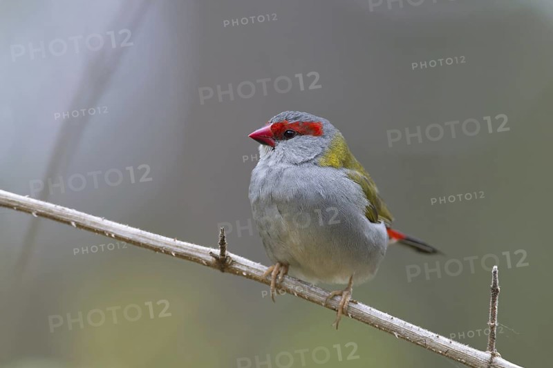 Red-browed Finch (Neochmia temporalis), Queensland, Australia