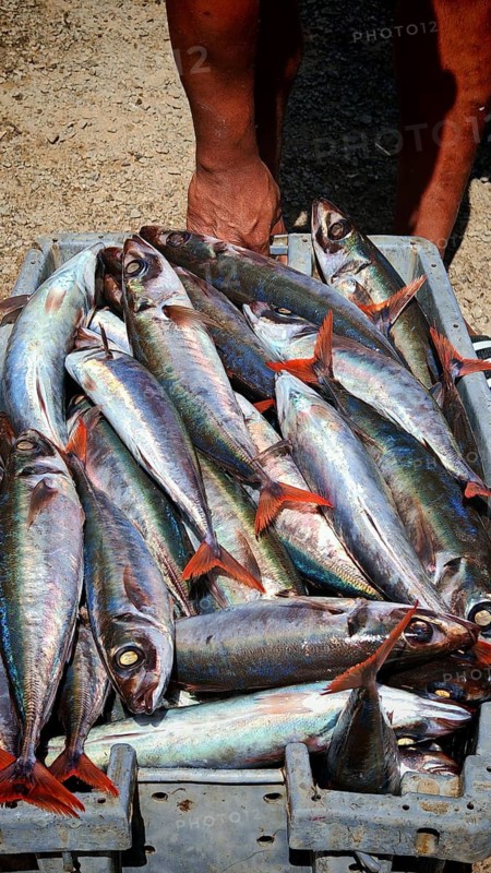 A man carries a box full of fresh, silver fish with red tail fins, mackerel (scomber scombrus), at a market, fish market Mindelo, Mindelo, Sao Vicente, Cabo Verde, Cape Verde, Cape Verde Islands