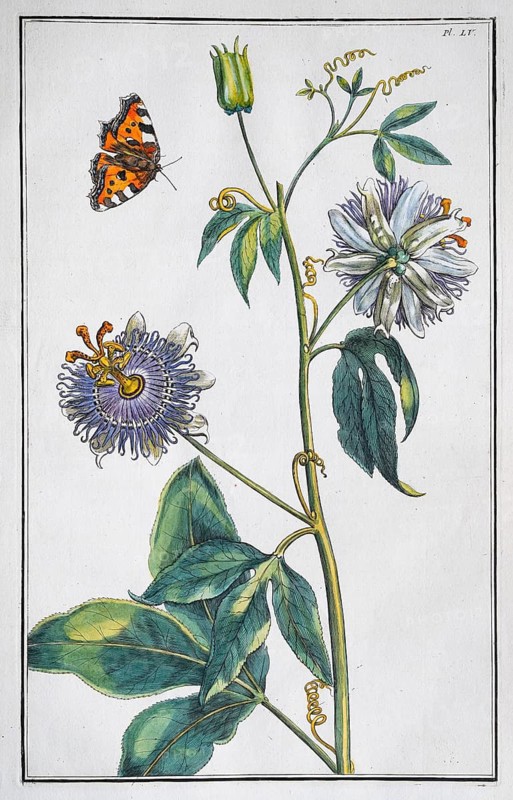 Passion flower (Passiflora caerulea), hand-coloured copperplate engraving by Daniel Rabel from Theatrum Florae, 1620 and 1771