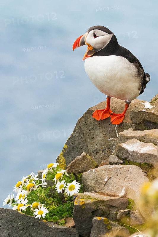 Atlantic Puffin (Fratercula arctica) on cliff, Iceland
