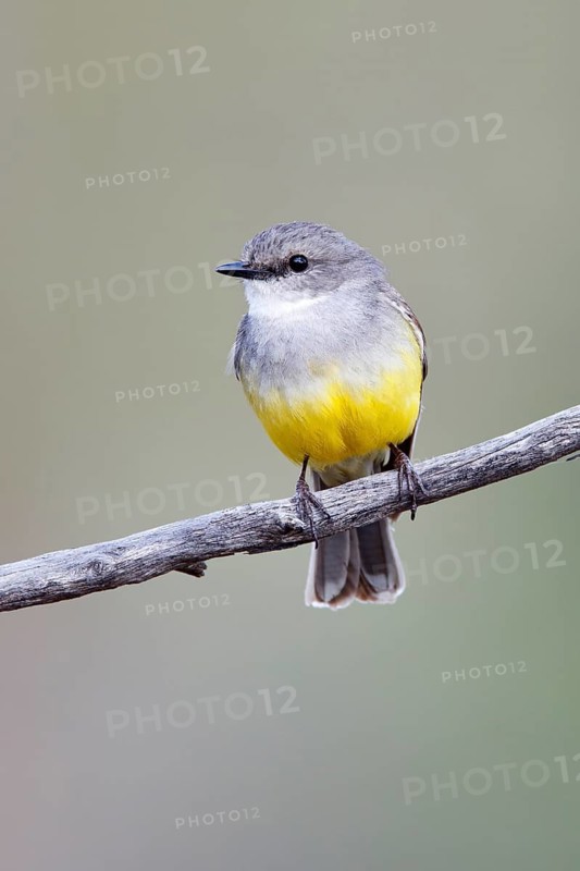 Western Yellow Robin (Eopsaltria griseogularis) perched on a branch, South Australia, Australia