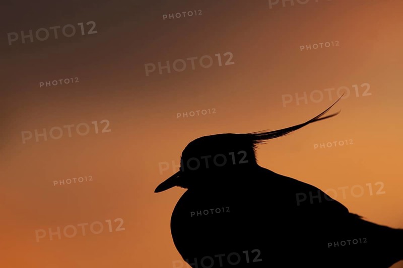 Northern lapwing (Vanellus vanellus) adult wading bird head portait silhouette at sunset, Suffolk, England, Unitd Kingdom