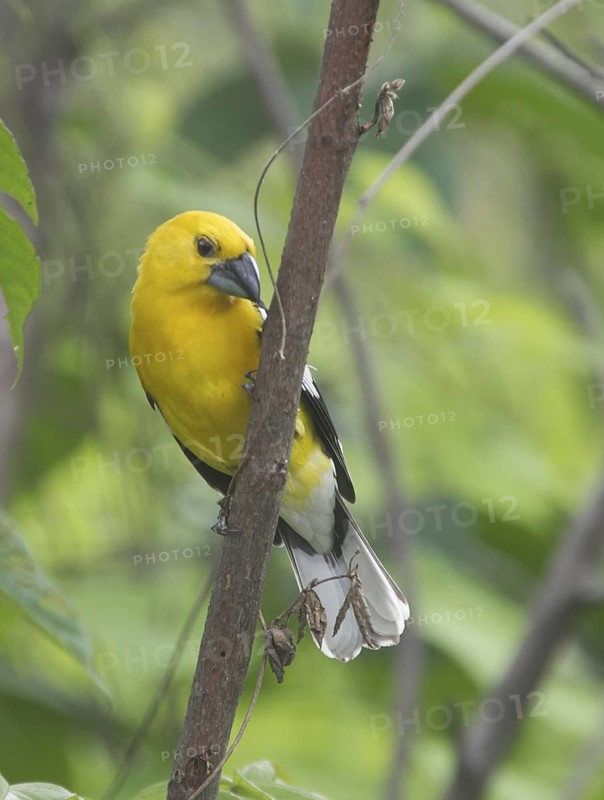 Golden Grosbeak (Pheucticus chrysogaster), Guayas, Ecuador