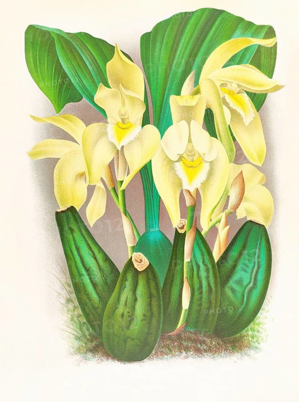 Orchid, Lycaste costata, authentic reproduction of an illustration by Jean Jules Linden (1817 - 1898), Luxembourgish-Belgian botanist, one of the fathers of orchid research, Historical