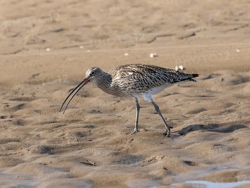 Curlew (Numenius arquata), adult bird, wader, feeding on the shoreline at low tide, North East coast, Northumberland, England, UK