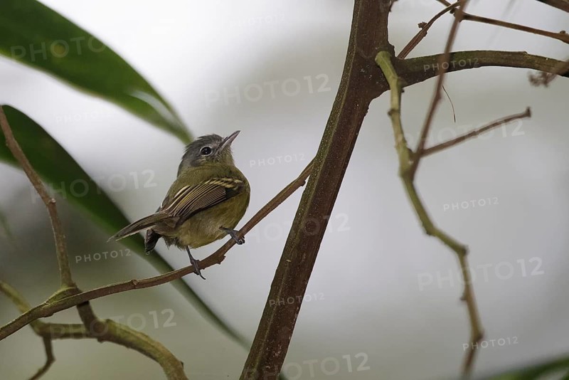 Yellow-olive Flatbill (Tolmomyias sulphurescens) perched on a twig, Atlantic rainforest, Brazil