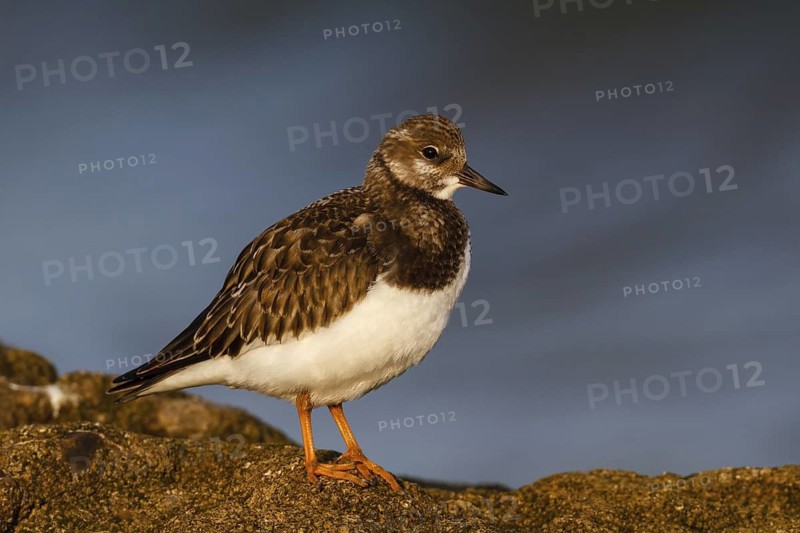 Ruddy Turnstone (Arenaria interpres) juvenile, Asturias, Spain