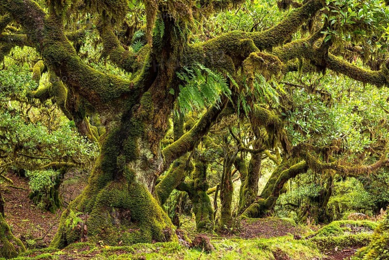 Dense forest full of ancient moss-covered trees and lush greenery, Fanal, laurel forest Laurisilva, Madeira, Portugal