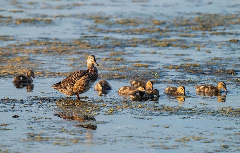 Mallard (Anas platyrhynchos), female, mother duck with chicks, young birds, foraging in the shallow water zone of a lake, Lower Saxony, Germany