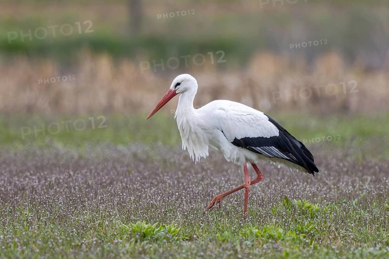 White Stork (Ciconia ciconia) foraging, North Rhine-Westphalia, Germany