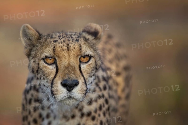 Cheetah (Acinonyx jubatus) captive, female, Castile-La Mancha, Spain