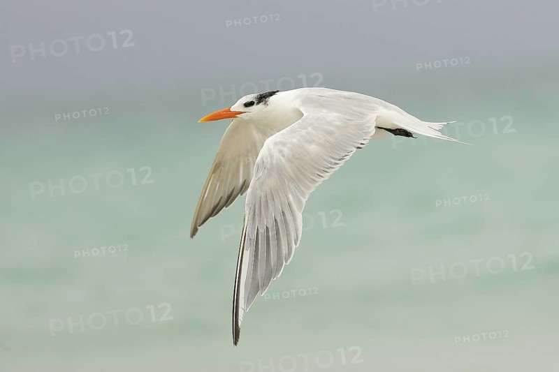Royal Tern (Thalasseus maximus) flying, Florida, USA