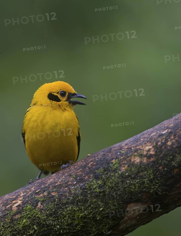 Golden Tanager (Tangara arthus), Pichincha, Ecuador