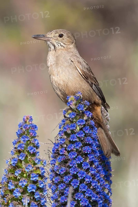 Great Shrike-Tyrant (Agriornis lividus), Valparaiso, Chile
