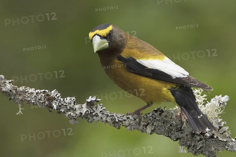 Evening Grosbeak (Hesperiphona vespertina) male, British Columbia, Canada