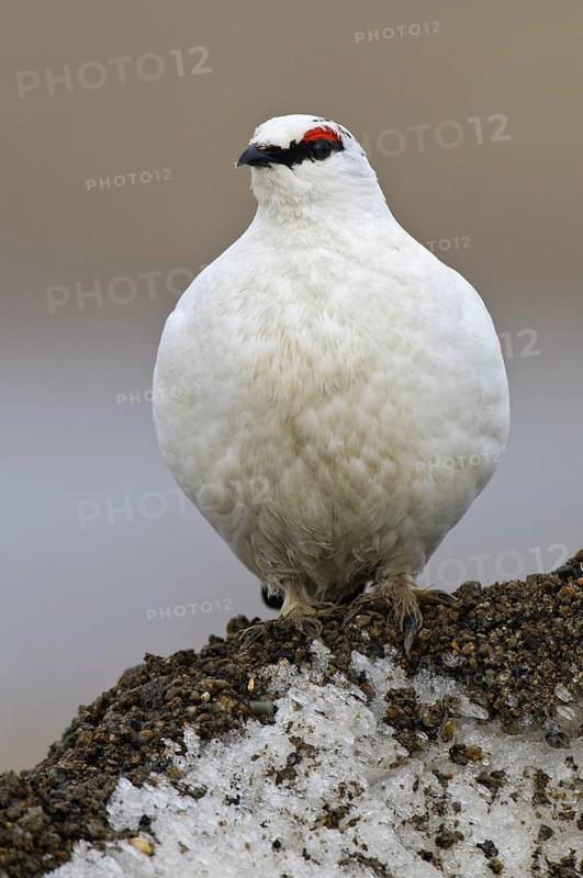Rock Ptarmigan (Lagopus muta) male, Alaska, USA