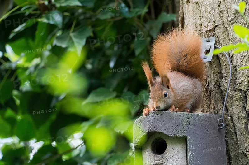 A squirrel (Sciurus vulgaris) sits curiously on a birdhouse next to a tree, Hesse, Germany