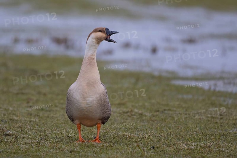 Swan Goose (Anser cygnoides) calling, Netherlands