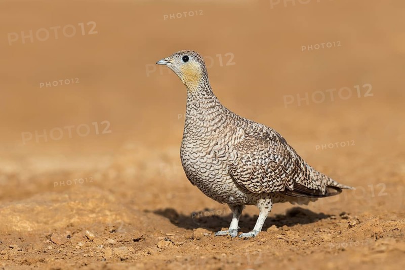 Crowned Sandgrouse (Pterocles coronatus) female, Negev, Israel