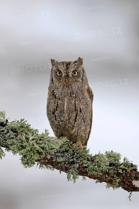 European scops owl (Otus scops), adult, perch, winter, snow, alert, Bohemian Forest, Czech Republic