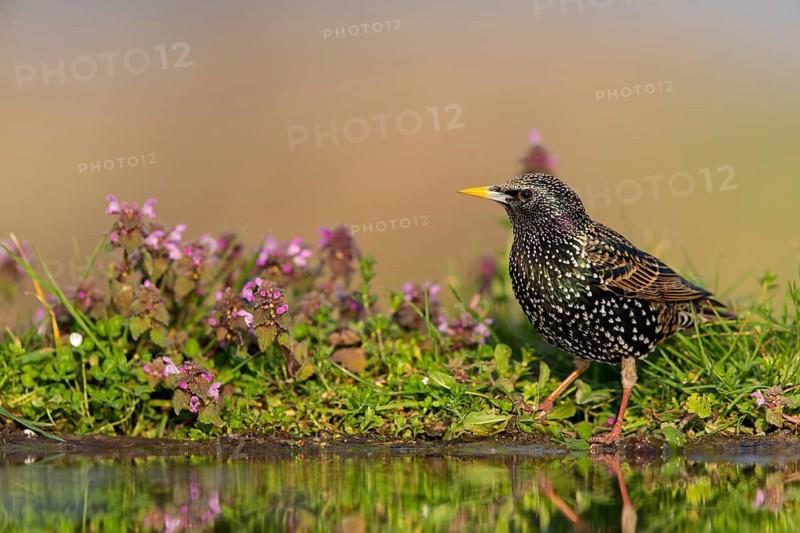 Star, Starling, European Starling, Common Starling, Sturnus vulgaris, Etourneau sansonnet, Estornino Pinto
