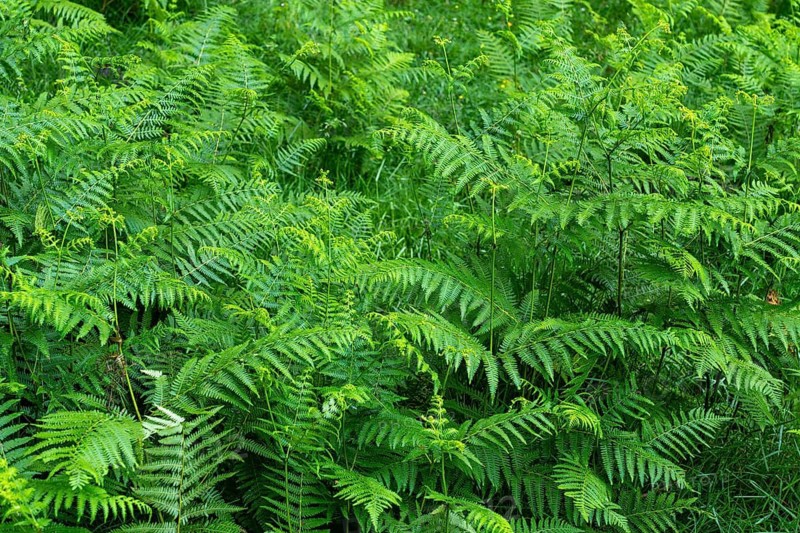 Dense green ferns create a vibrant, lush texture, capturing the essence of the forest floor. This verdant display showcases the intricate patterns and fresh beauty of nature