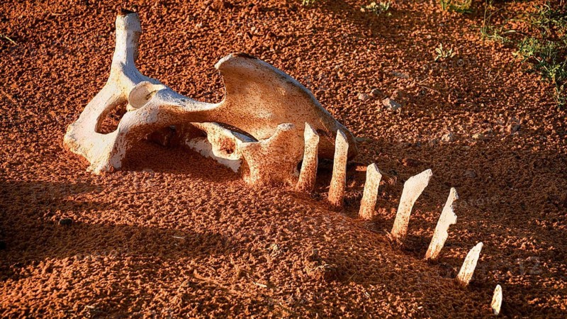 Saudi Arabia, camel bones in the desert, desert sand, Middle East