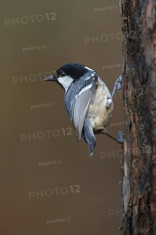 Coal Tit (Periparus ater), Utrecht, Netherlands