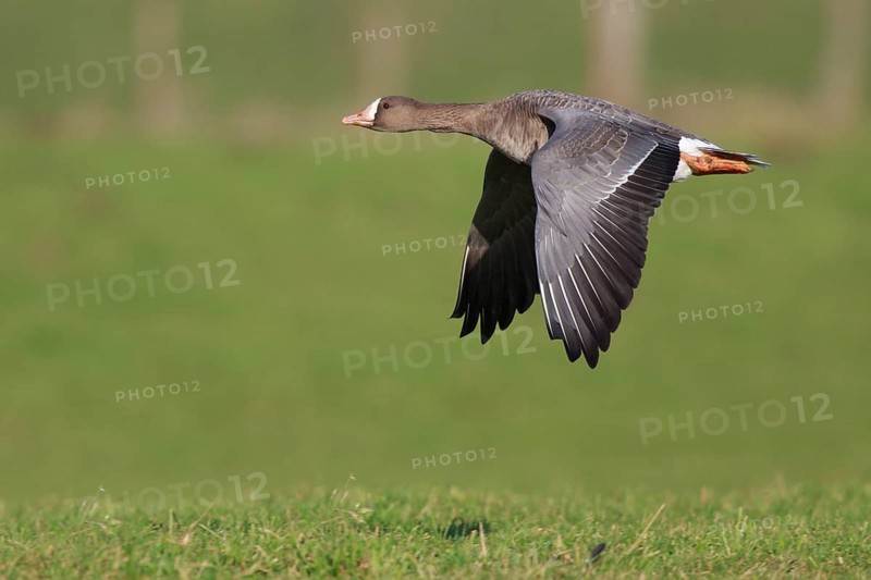 Greater White-fronted Goose (Anser albifrons) flying, North Rhine-Westphalia, Germany