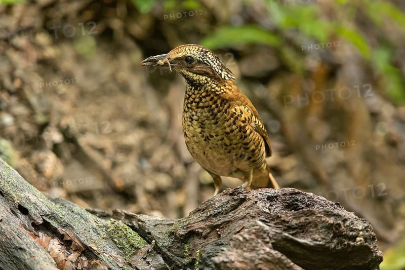 Eared Pitta (Hydrornis phayrei) female, Kaeng Krachan, Thailand