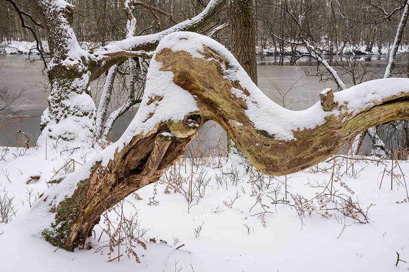 Winter at the Ahlhorn fish ponds, Ahlhorn, Lower Saxony, Germany
