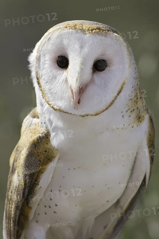 Western Barn Owl (Tyto alba), Arizona, USA