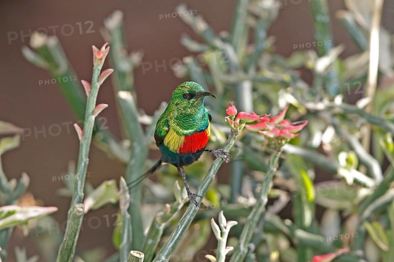 Hunter's Sunbird, Chalcomitra hunteri