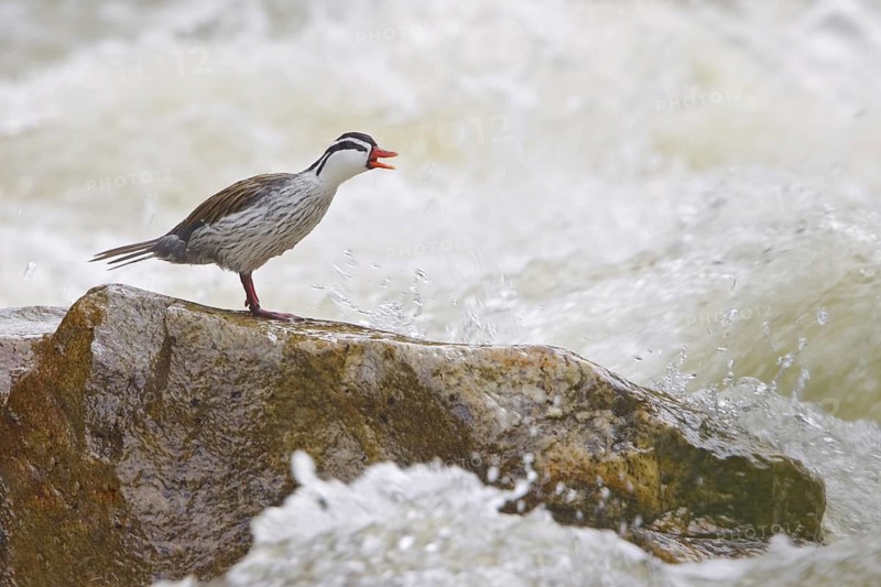 Torrent Duck (Merganetta armata) male, Ecuador