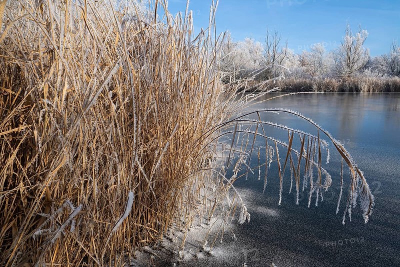 Frozen pond, reeds, reeds (Phragmites australis) and trees with hoarfrost, blue sky, Thuringia, Germany