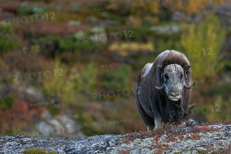 Relaxed stands a mochus ox bull (Ovibos moschatus) in the autumnal tundra, autumn, Ruska, autumn colours, tundra landscape, Norway