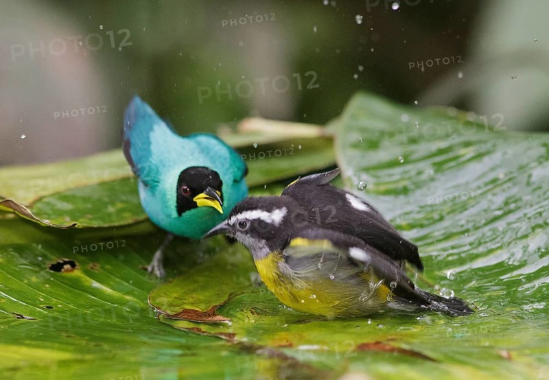 Green Honeycreeper & Bananaquit (Chlorophanes spiza & Coereba flaveola) bathing, Trinidad