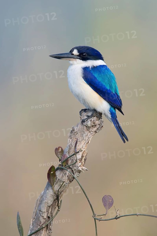 Forest Kingfisher (Todiramphus macleayii) male, Queensland, Australia