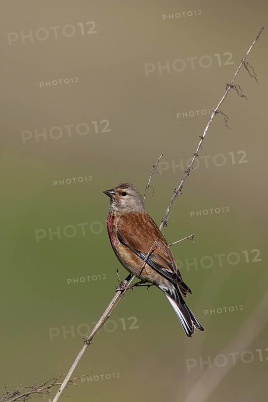 Common Linnet (Linaria cannabina) male, Lake Neusiedl, Austria