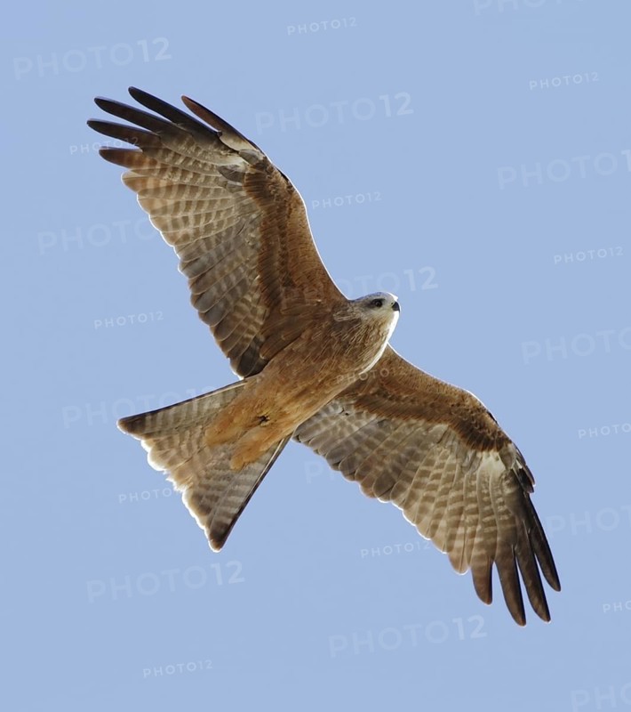 Black Kite (Milvus migrans) flying, New South Wales, Australia