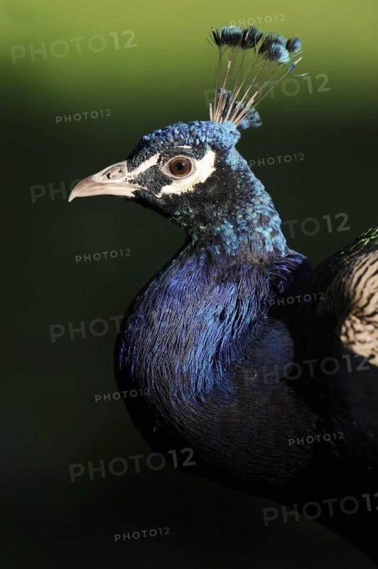 Indian peafowl (Pavo cristatus), portrait, male, North Rhine-Westphalia, Germany