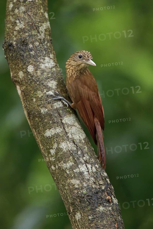 Buff-throated Woodcreeper (Xiphorhynchus guttatus) perched on a branch in Bolivia, South America