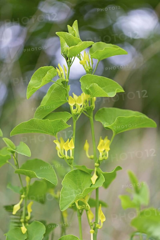 European Birthwort, (Aristolochia clematitis), plant, flower, European Birthwort family, Lobau, Vienna, Donaustadt, Vienna, Austria