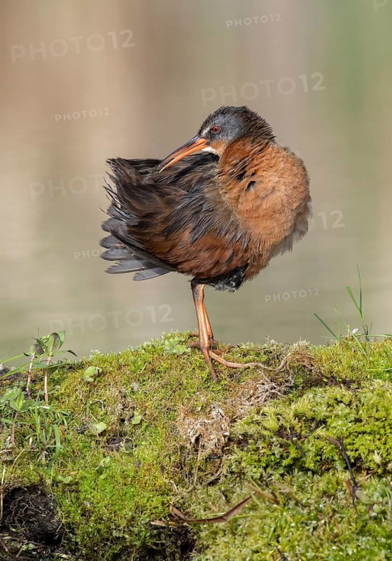 Virginia Rail (Rallus limicola), British Columbia, Canada