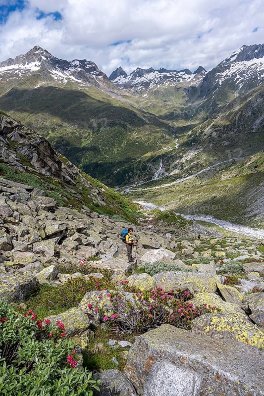 Mountaineer on a hiking trail in front of a picturesque mountain landscape with blooming alpine roses, rocky mountain peaks with snow, valley Zemmgrund with Zemmbach, mountain panorama with summit Großer Mörchner, Berliner Höhenweg, Zillertal Alps, Tyrol, Austria