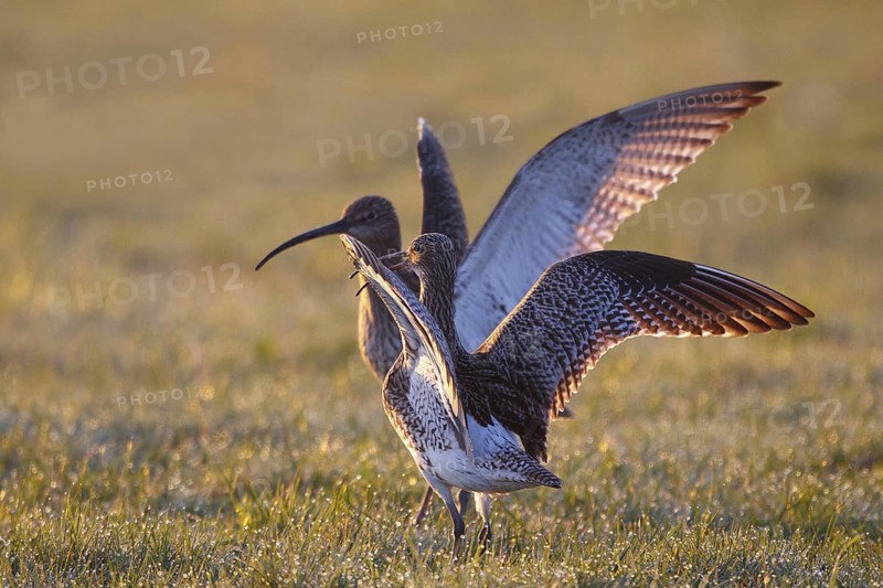 Eurasian Curlew (Numenius arquata), North Rhine-Westphalia, Germany