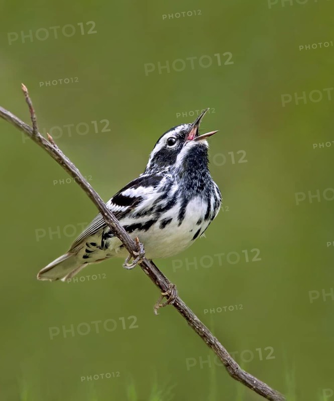 Black-and-white Warbler, male, Mniotilta varia, singing from a tree at Pike Lake Provincial Park, Saskatchewan, Canada